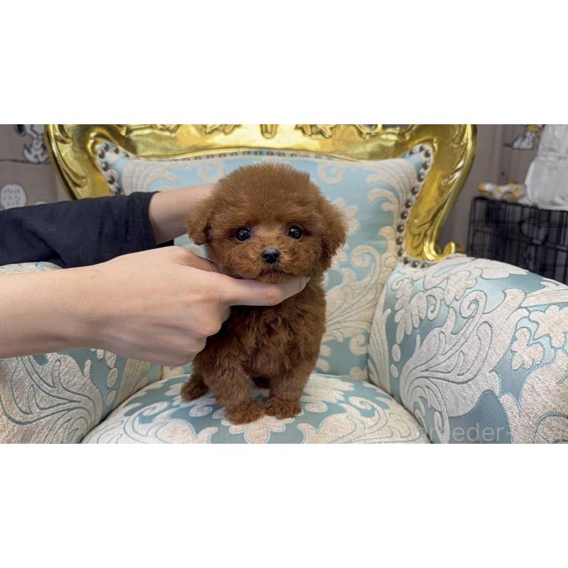 販売中の新潟県のタイニープードル-430794の2枚目