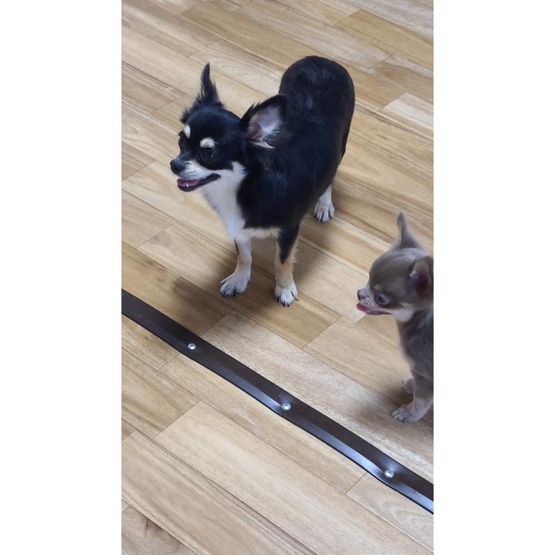 ベッキーちゃん1枚目