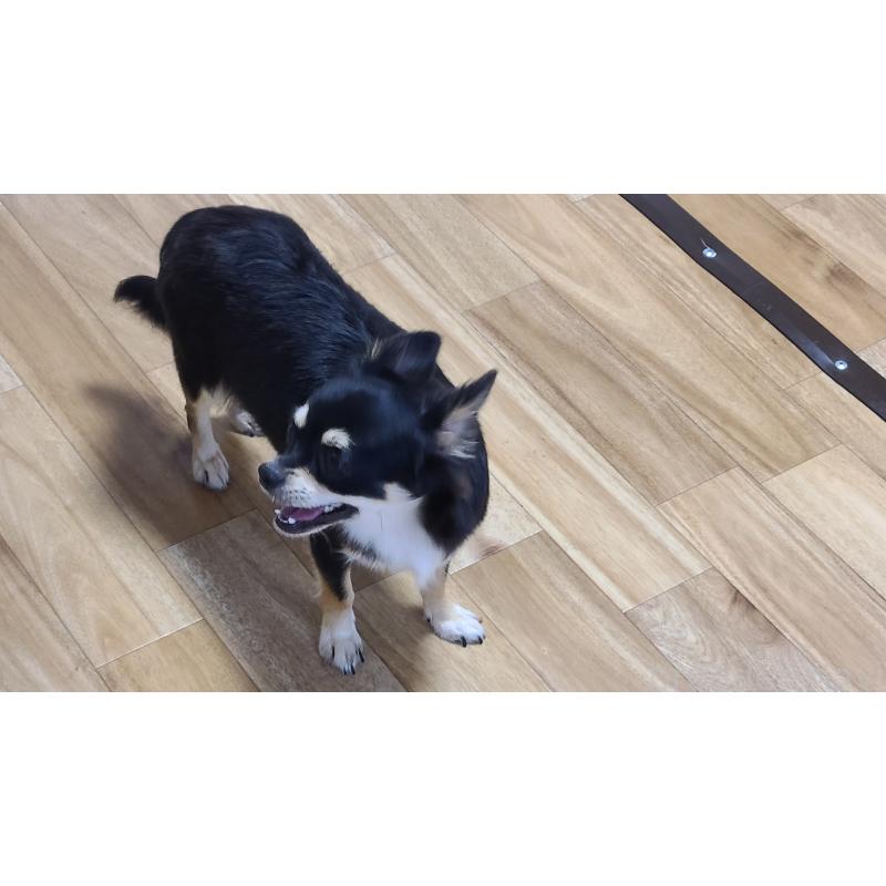 ベッキーちゃん1枚目