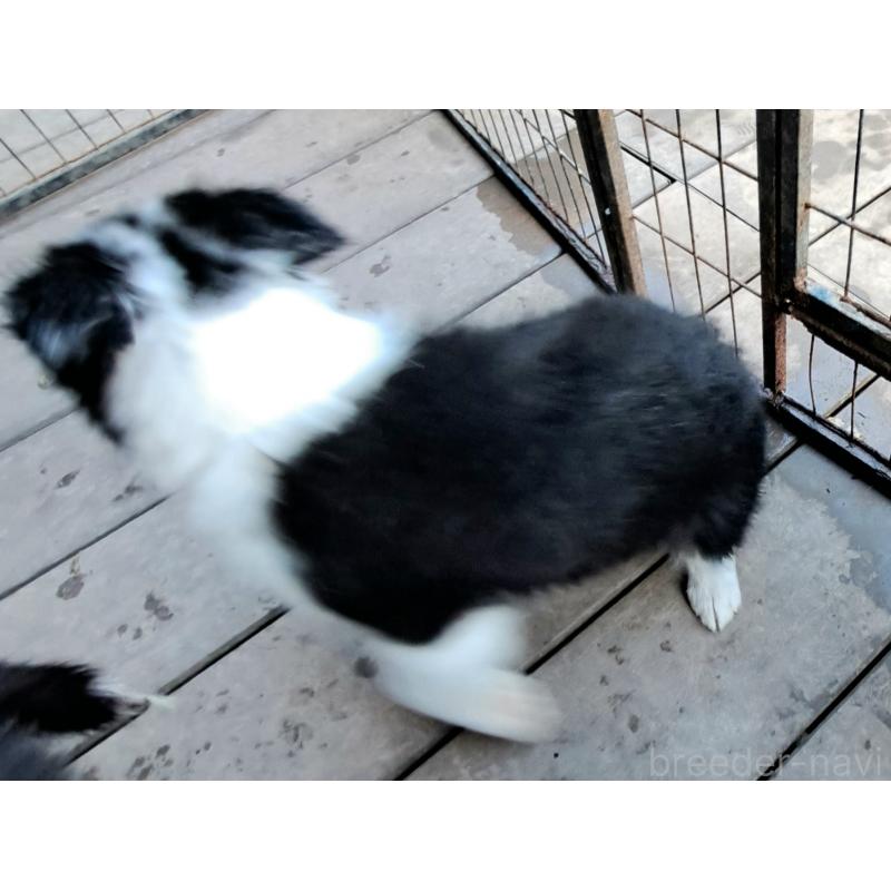 販売中の千葉県のボーダーコリー-430114の7枚目