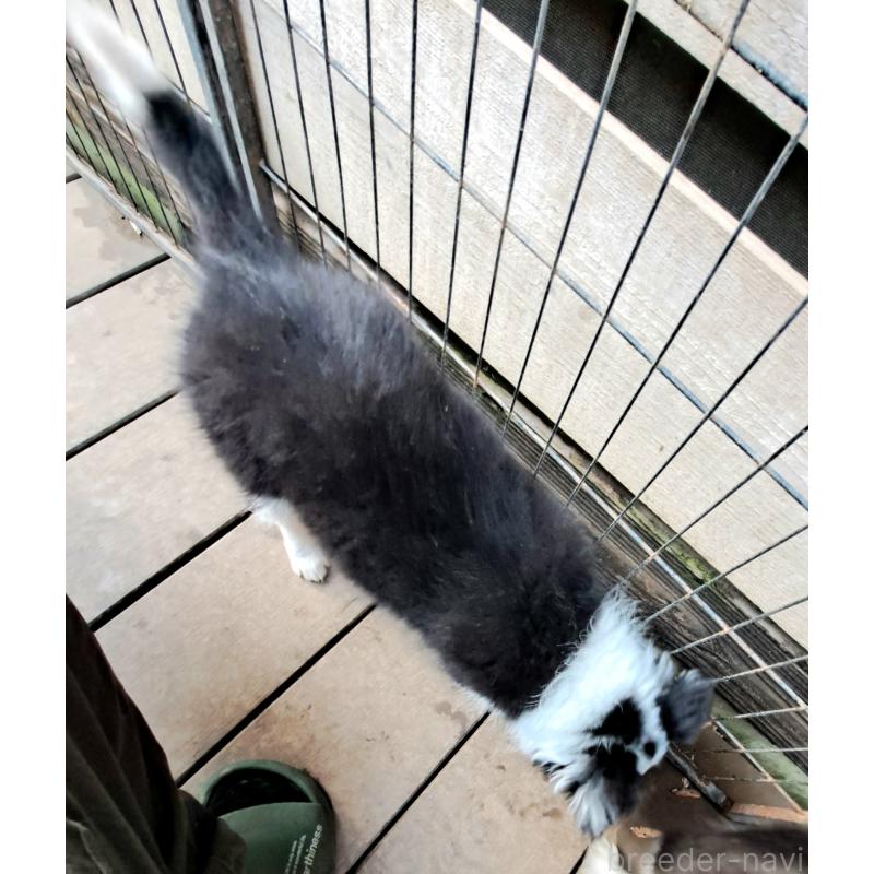 販売中の千葉県のボーダーコリー-430114の6枚目