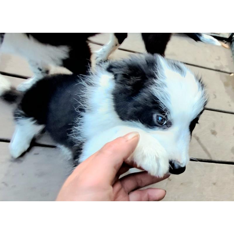 販売中の千葉県のボーダーコリー-430114の5枚目