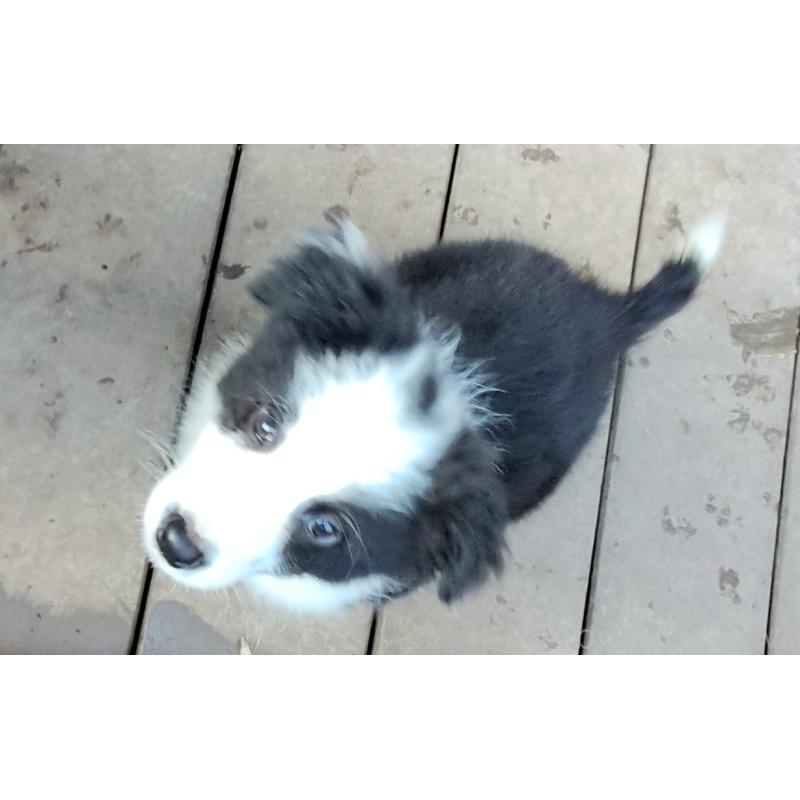 販売中の千葉県のボーダーコリー-430114の4枚目