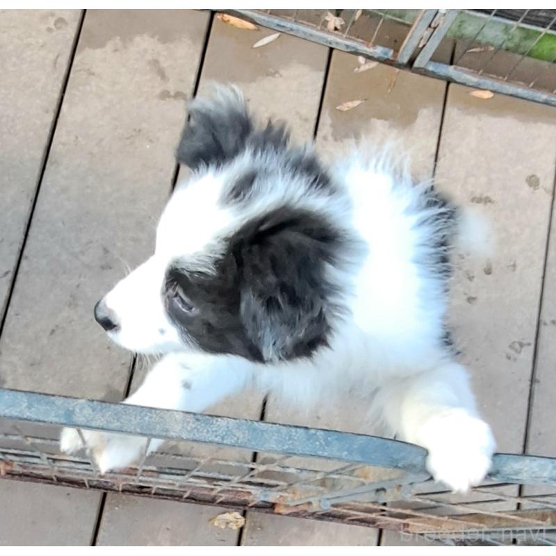 販売中の千葉県のボーダーコリー-430114の3枚目