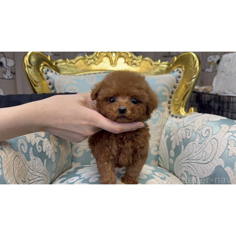 販売中の東京都のタイニープードル-430795の3枚目