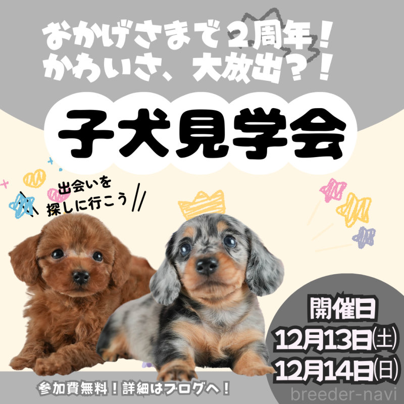 成約済の茨城県のチワワ(ロングコート)-425811の6枚目