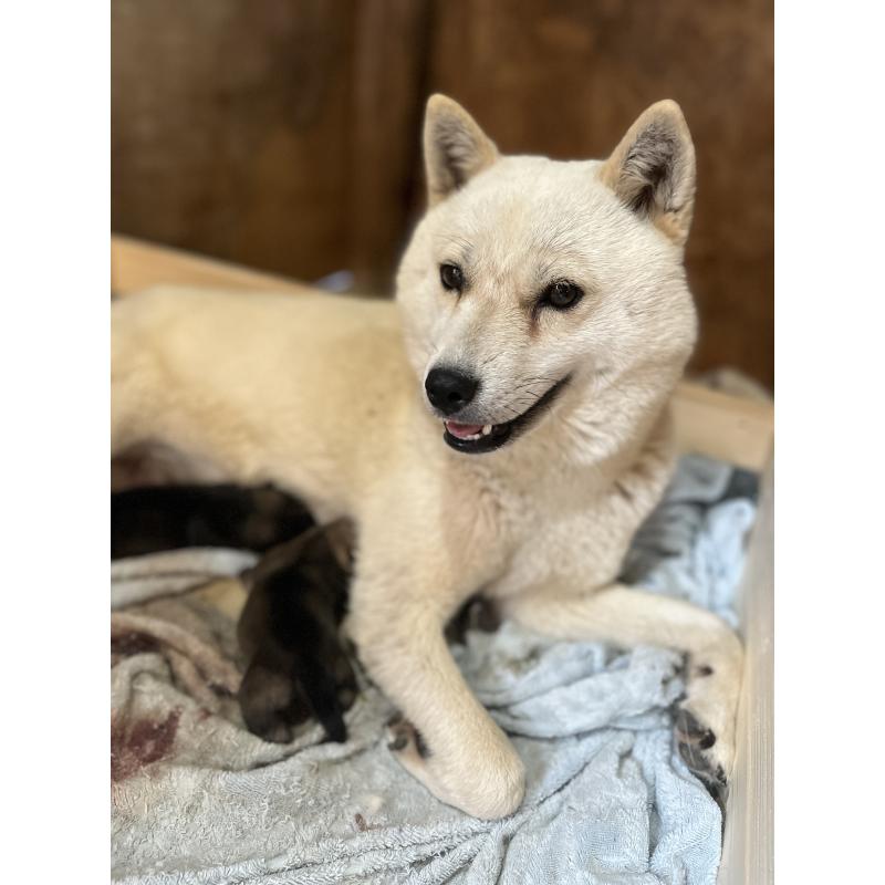 ウパシちゃん1枚目