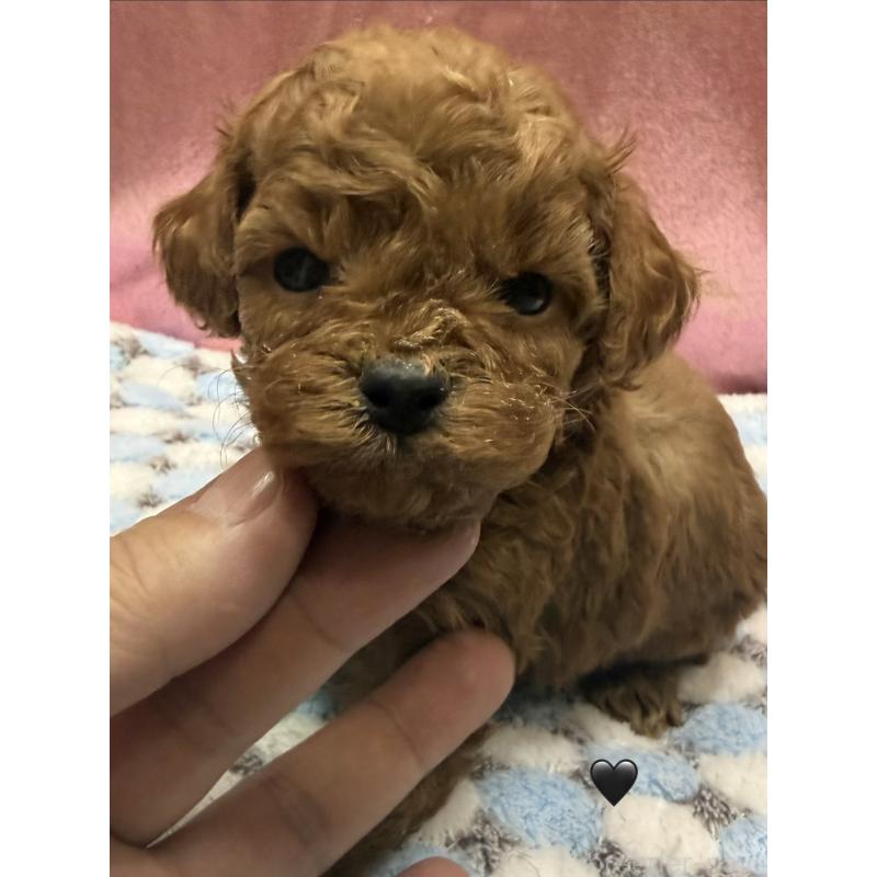 成約済の愛知県のトイプードル-429419の8枚目