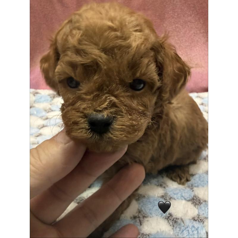 成約済の愛知県のトイプードル-429419の6枚目