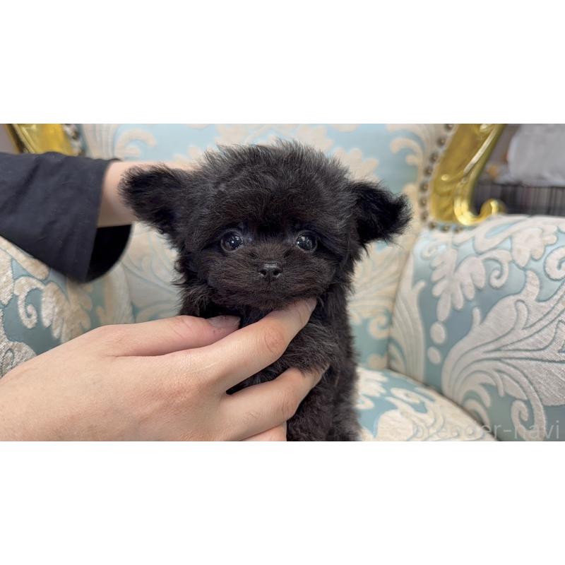 販売中の新潟県のチワプー:チワワ×トイプードル-430796の9枚目