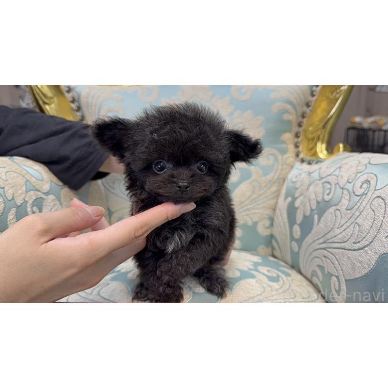 販売中の新潟県のチワプー:チワワ×トイプードル-430796の7枚目