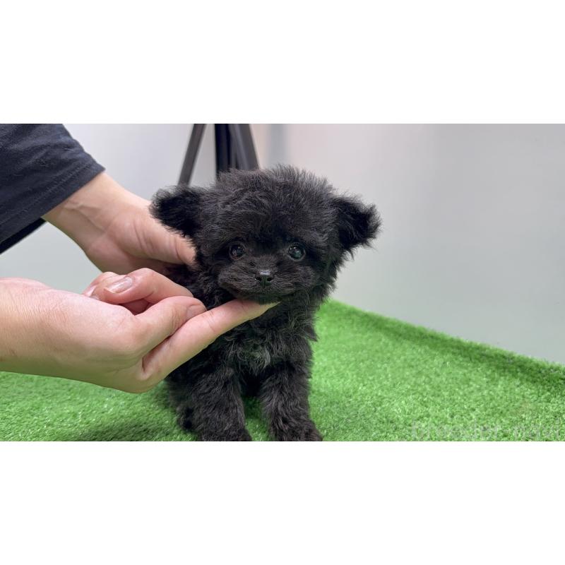 販売中の新潟県のチワプー:チワワ×トイプードル-430796の3枚目