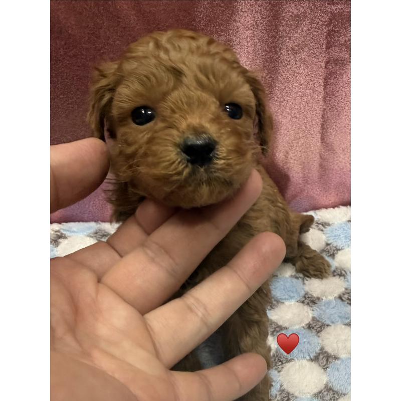 販売中の愛知県のトイプードル-429420の15枚目