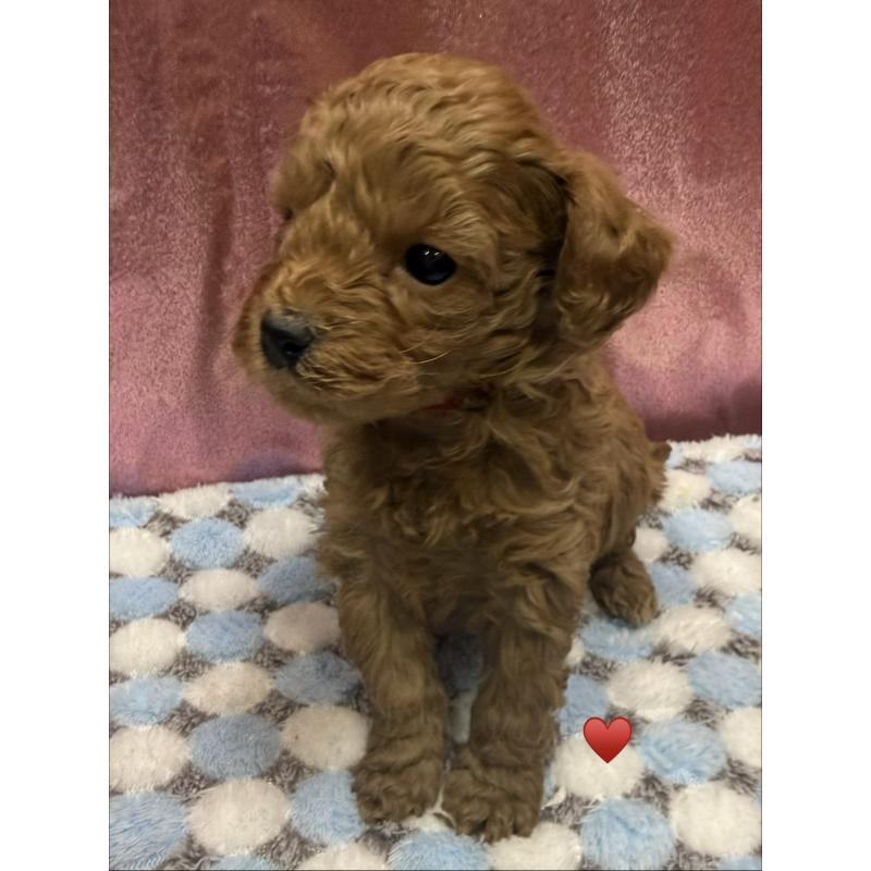 販売中の愛知県のトイプードル-429420の14枚目