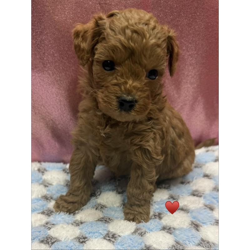 販売中の愛知県のトイプードル-429420の13枚目