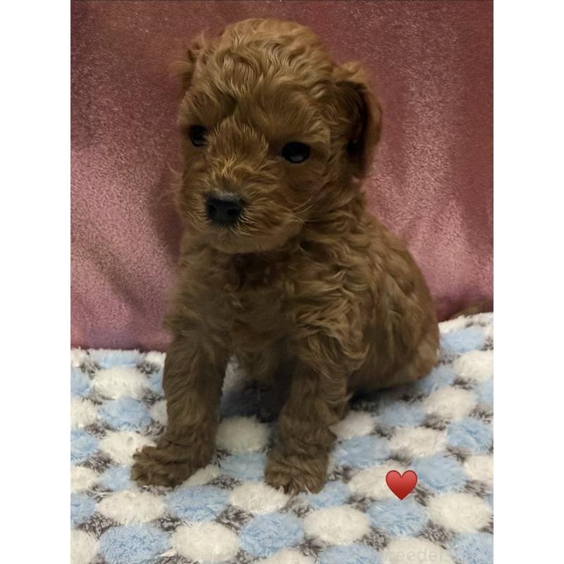 販売中の愛知県のトイプードル-429420の12枚目