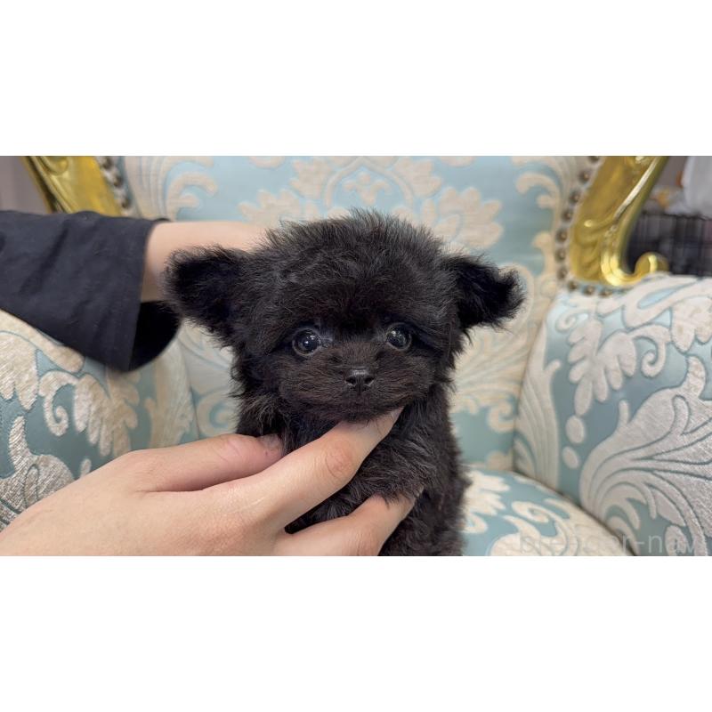 販売中の東京都のチワプー:チワワ×トイプードル-430797の7枚目