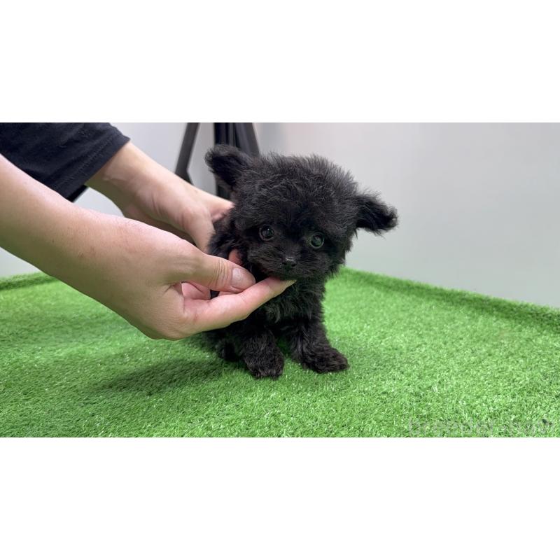 販売中の東京都のチワプー:チワワ×トイプードル-430797の6枚目