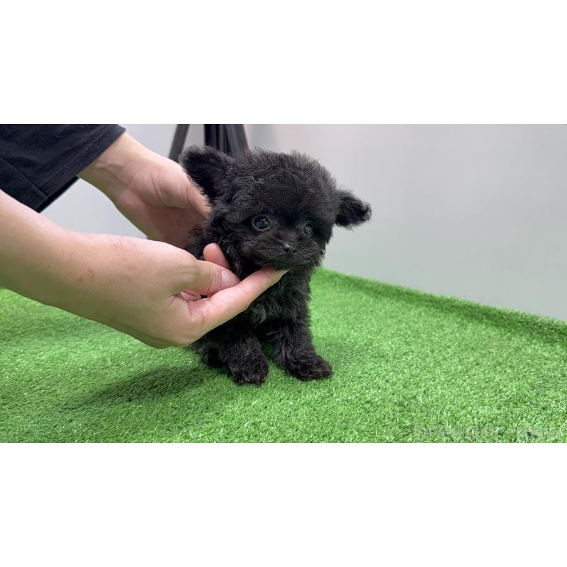 販売中の東京都のチワプー:チワワ×トイプードル-430797の5枚目