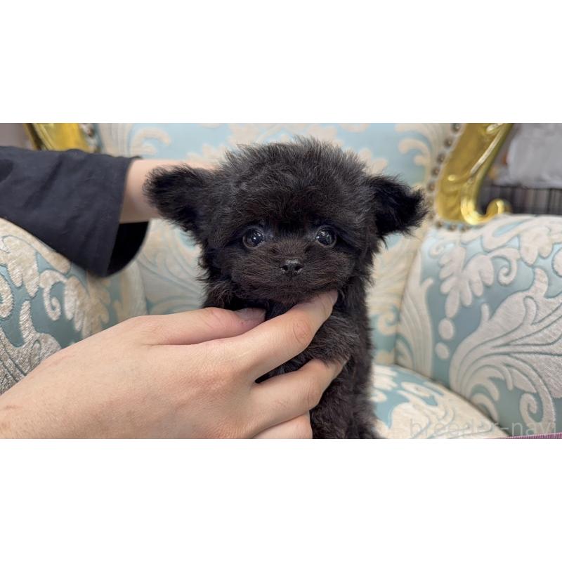 販売中の東京都のチワプー:チワワ×トイプードル-430797の4枚目