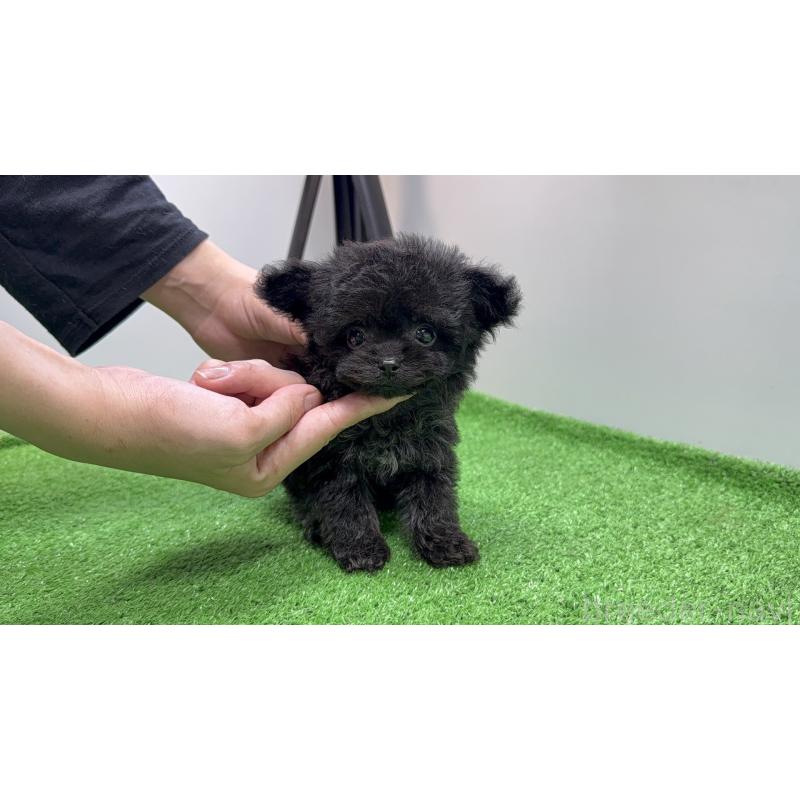 販売中の東京都のチワプー:チワワ×トイプードル-430797の2枚目