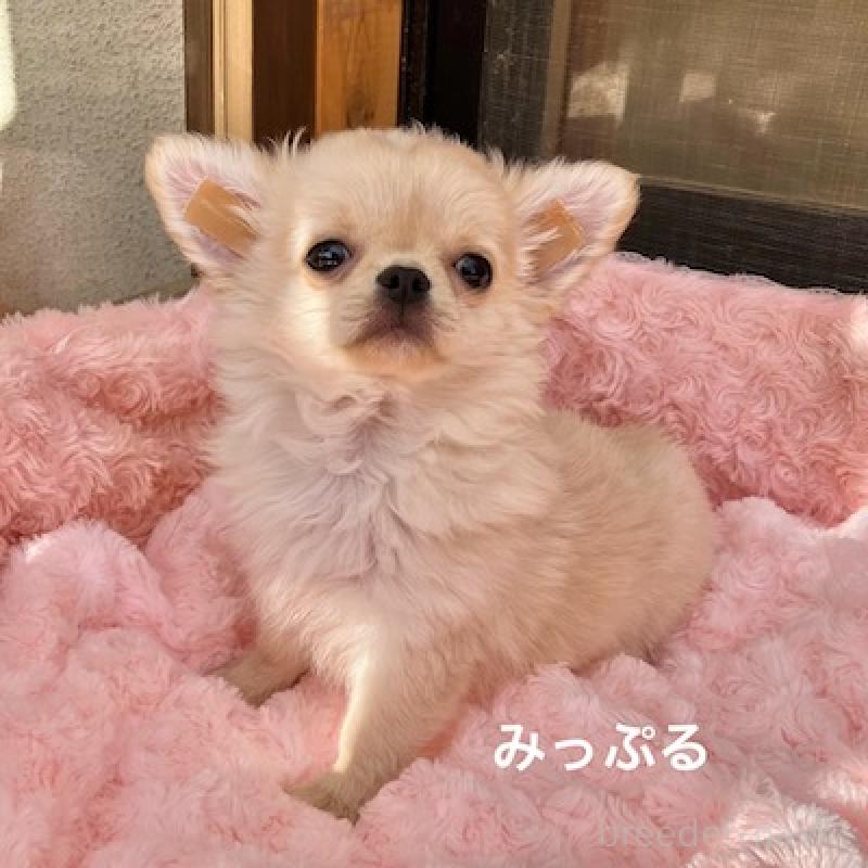 成約済の群馬県のチワワ(ロングコート)-426847の13枚目