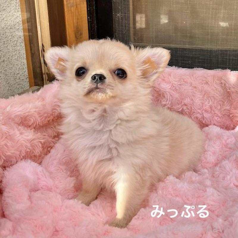 成約済の群馬県のチワワ(ロングコート)-426847の14枚目