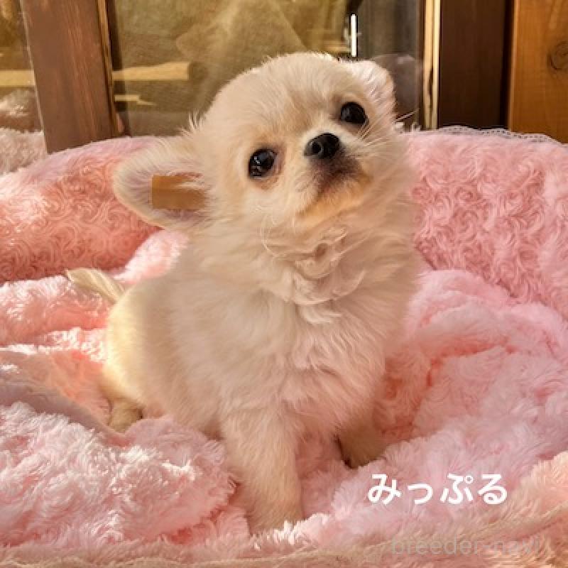 販売中の群馬県のチワワ(ロングコート)-426847