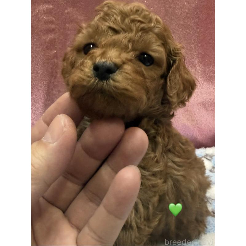 成約済の愛知県のトイプードル-429422の5枚目