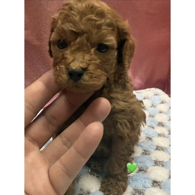 成約済の愛知県のトイプードル-429422の4枚目