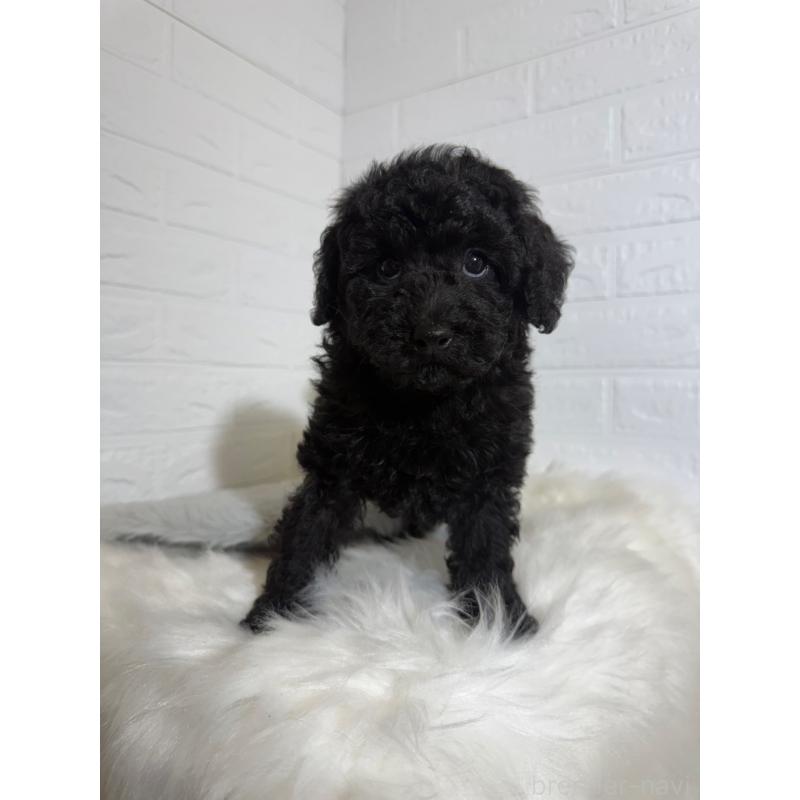 販売中の岡山県のタイニープードル-430567の7枚目