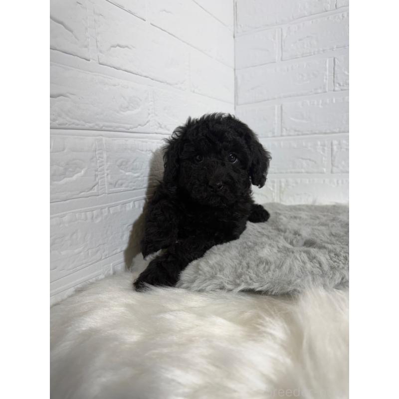 販売中の岡山県のタイニープードル-430567の2枚目