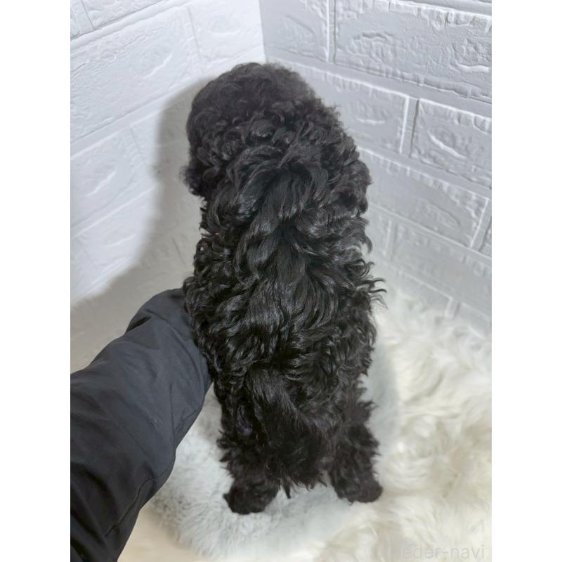 販売中の岡山県のタイニープードル-430568の8枚目