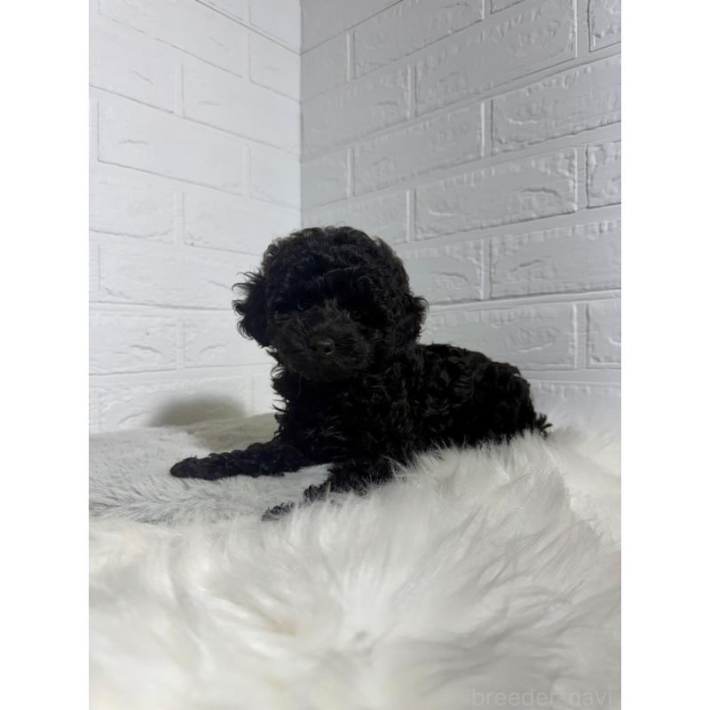 販売中の岡山県のタイニープードル-430568の7枚目