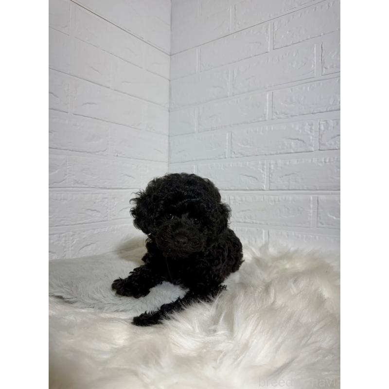 販売中の岡山県のタイニープードル-430568の4枚目