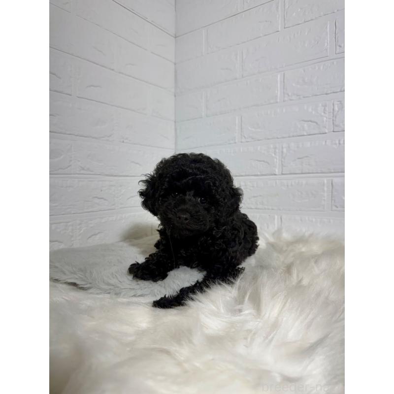 販売中の岡山県のタイニープードル-430568の3枚目