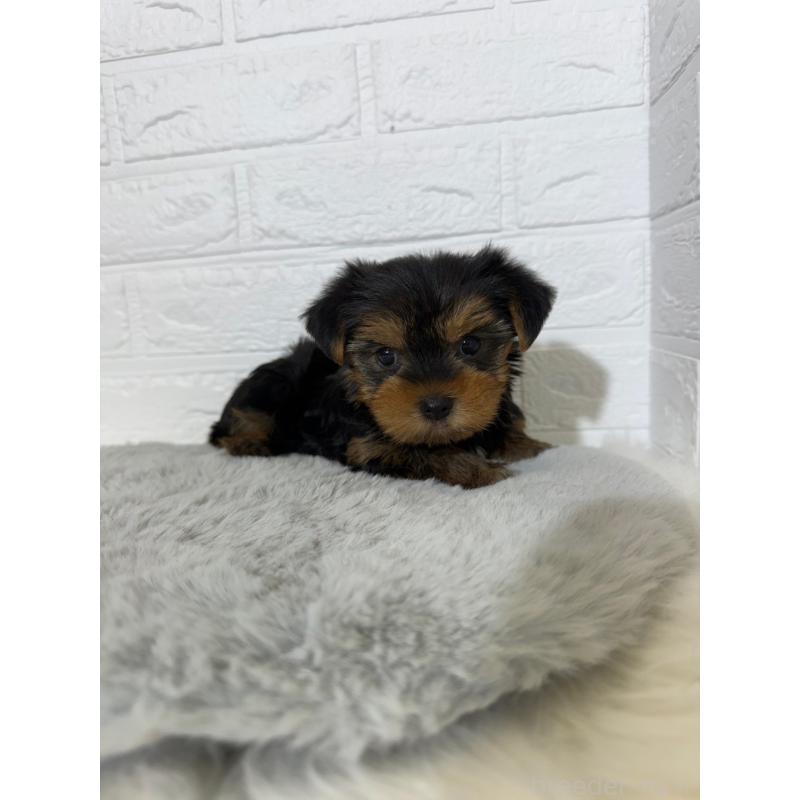 販売中の岡山県のヨークシャーテリア-430569の10枚目