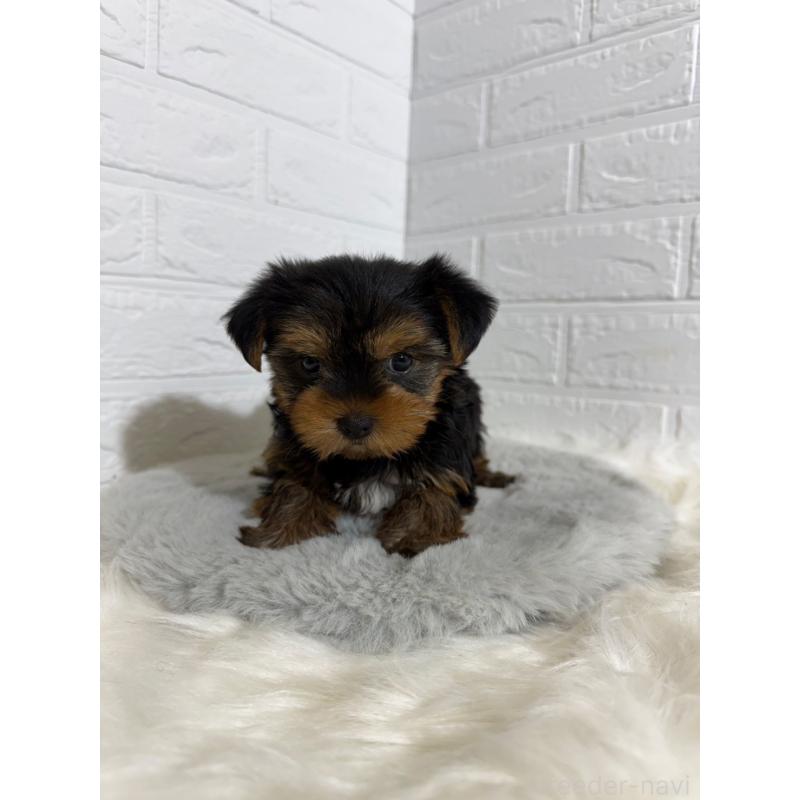 販売中の岡山県のヨークシャーテリア-430569の9枚目