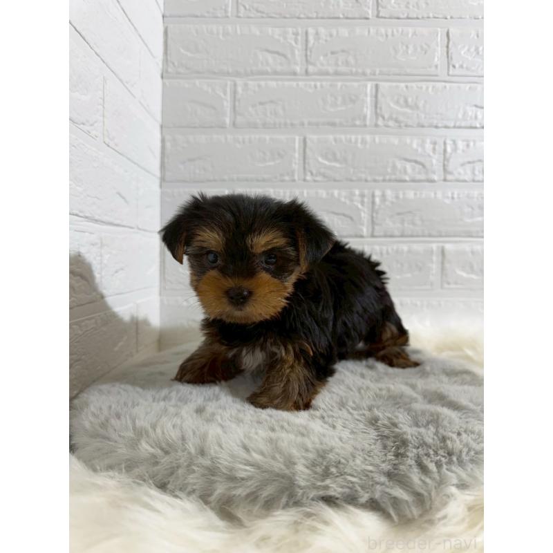 販売中の岡山県のヨークシャーテリア-430569の8枚目