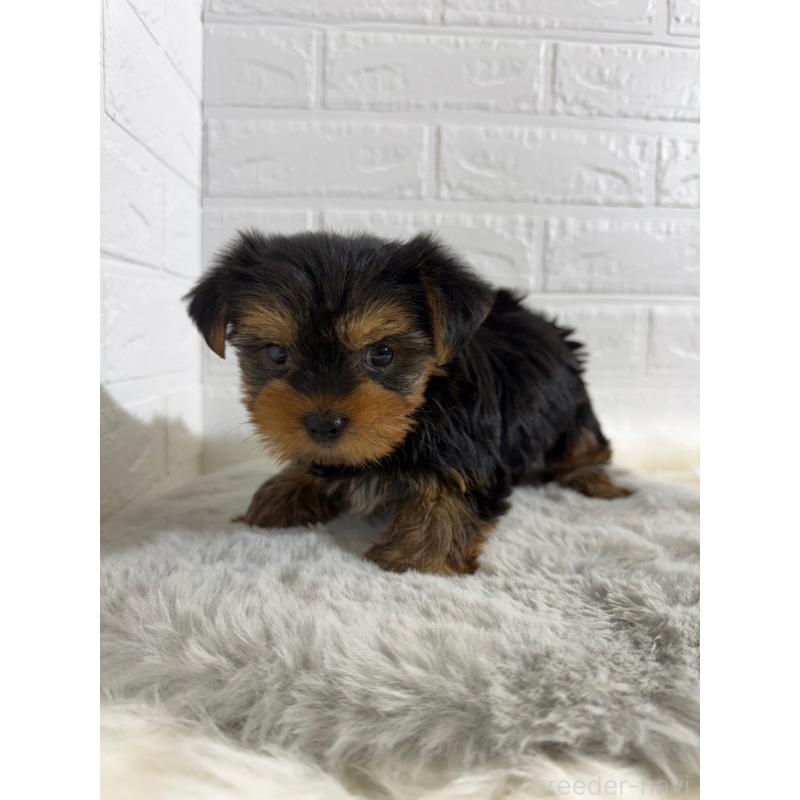 販売中の岡山県のヨークシャーテリア-430569の6枚目