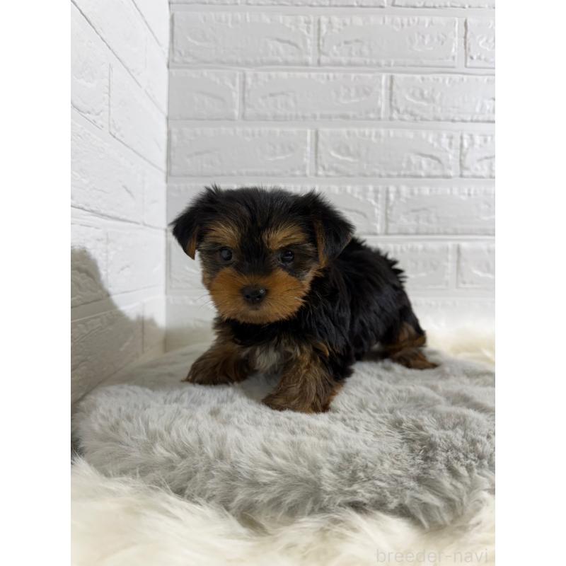 販売中の岡山県のヨークシャーテリア-430569の5枚目