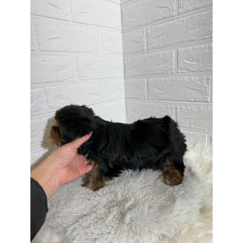 販売中の岡山県のヨークシャーテリア-430569の2枚目