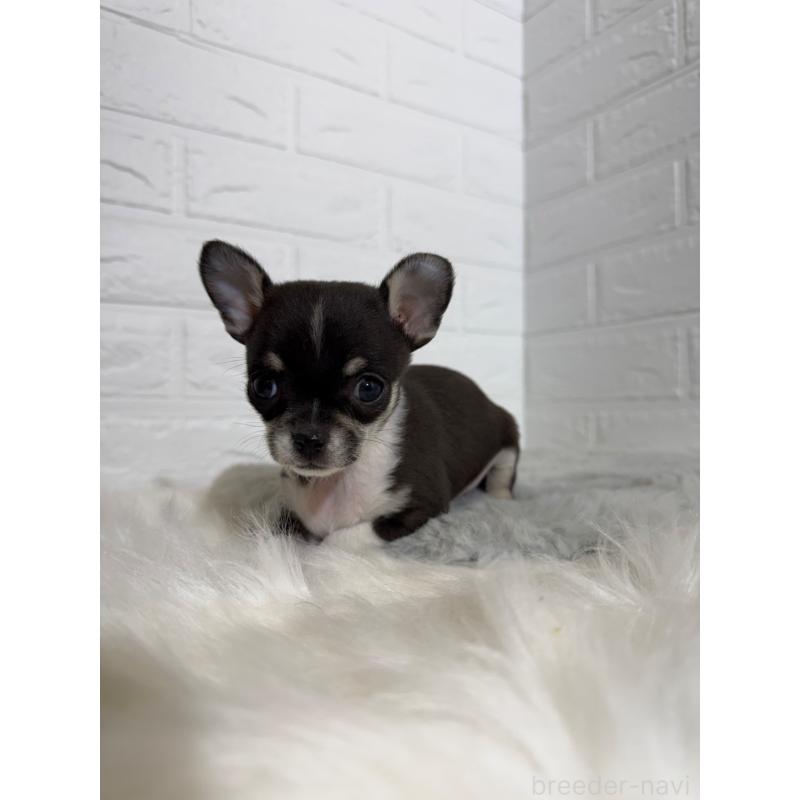 販売中の岡山県のチワワ(スムースコート)-430570の10枚目