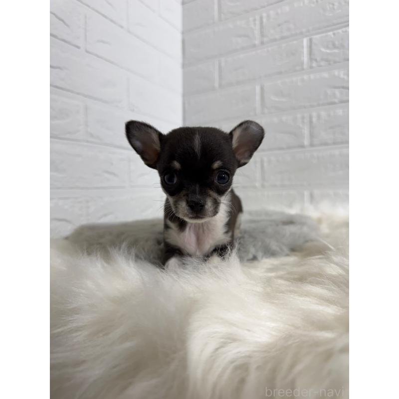 販売中の岡山県のチワワ(スムースコート)-430570の9枚目