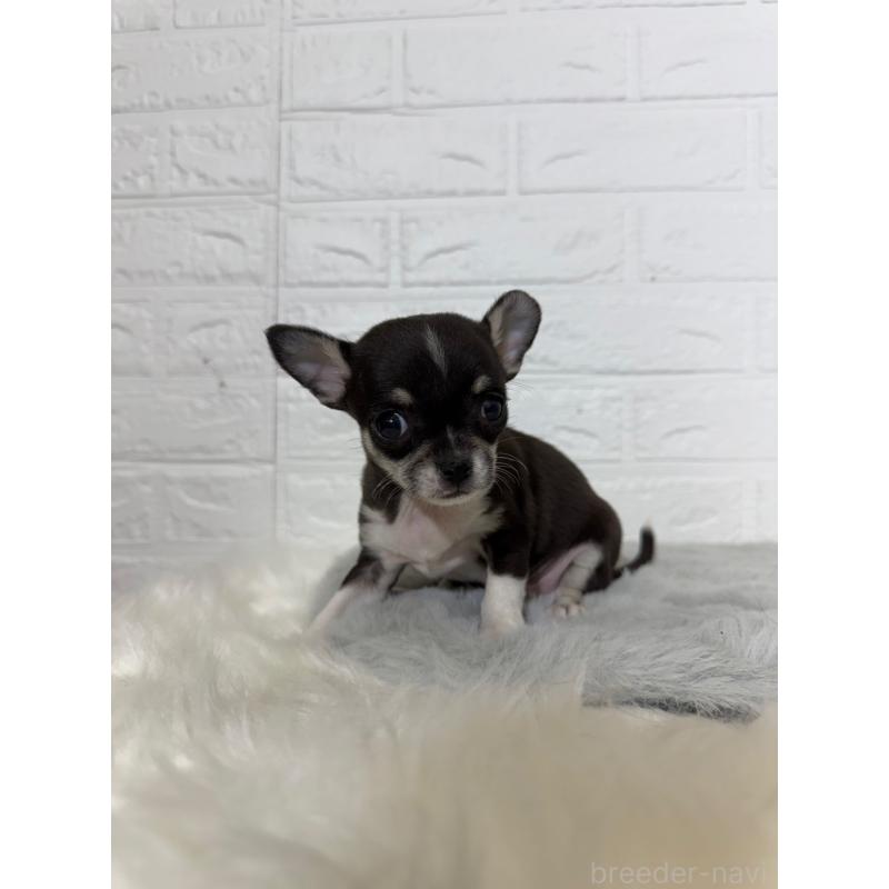 販売中の岡山県のチワワ(スムースコート)-430570の8枚目