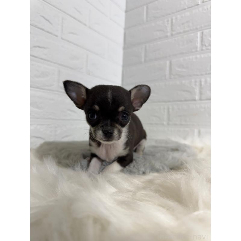 販売中の岡山県のチワワ(スムースコート)-430570の7枚目