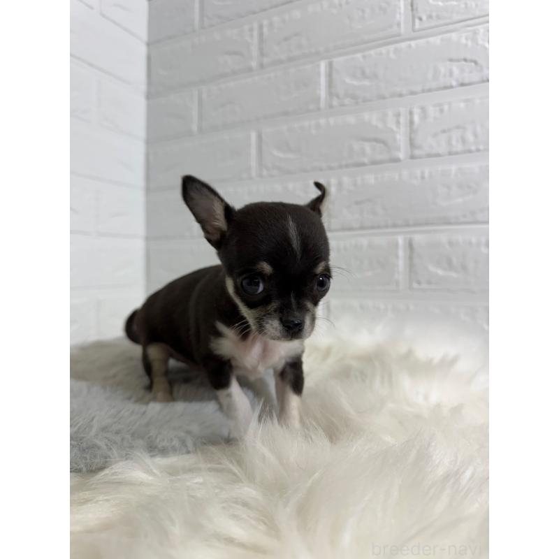 販売中の岡山県のチワワ(スムースコート)-430570の6枚目