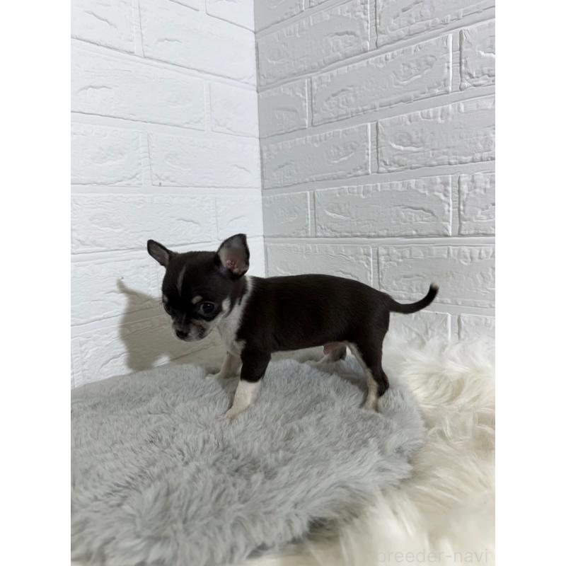 販売中の岡山県のチワワ(スムースコート)-430570の3枚目