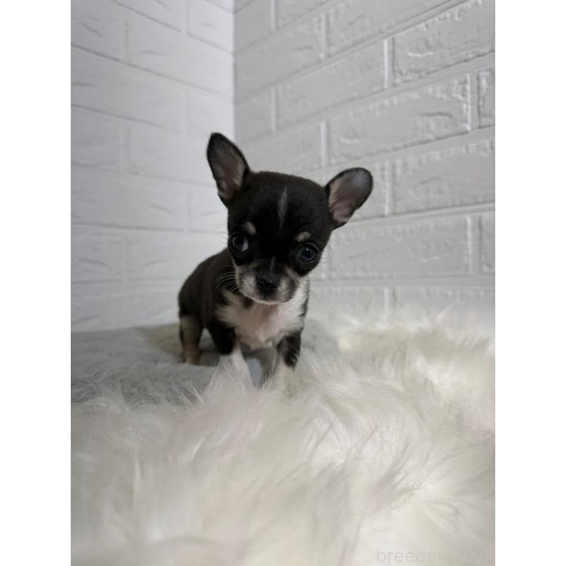 販売中の岡山県のチワワ(スムースコート)-430570の2枚目