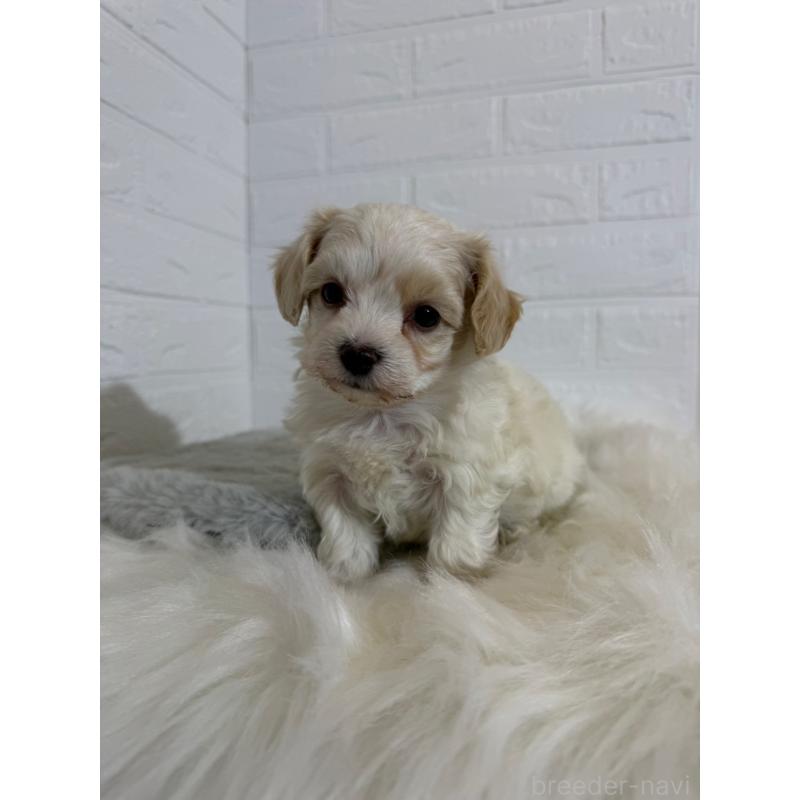 販売中の岡山県のビションフリーゼ-430571の11枚目